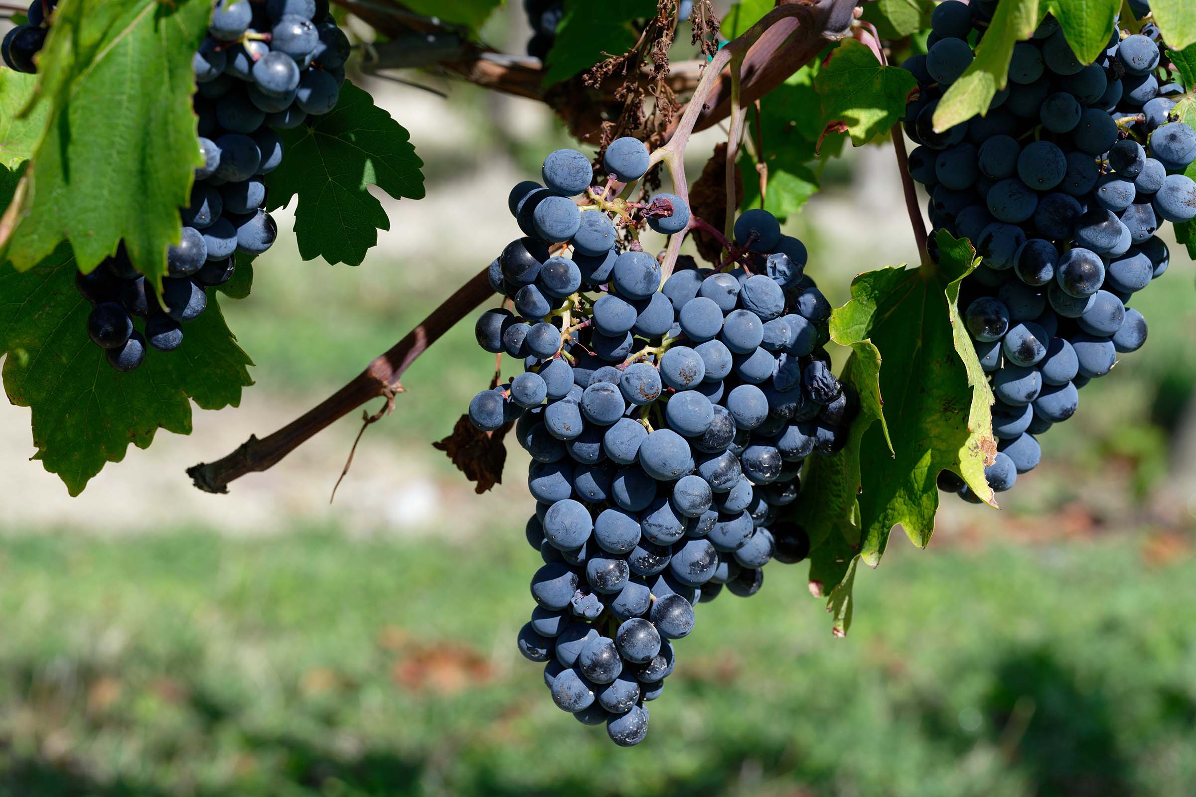 _Z7B3332_DxO.%2024jpg