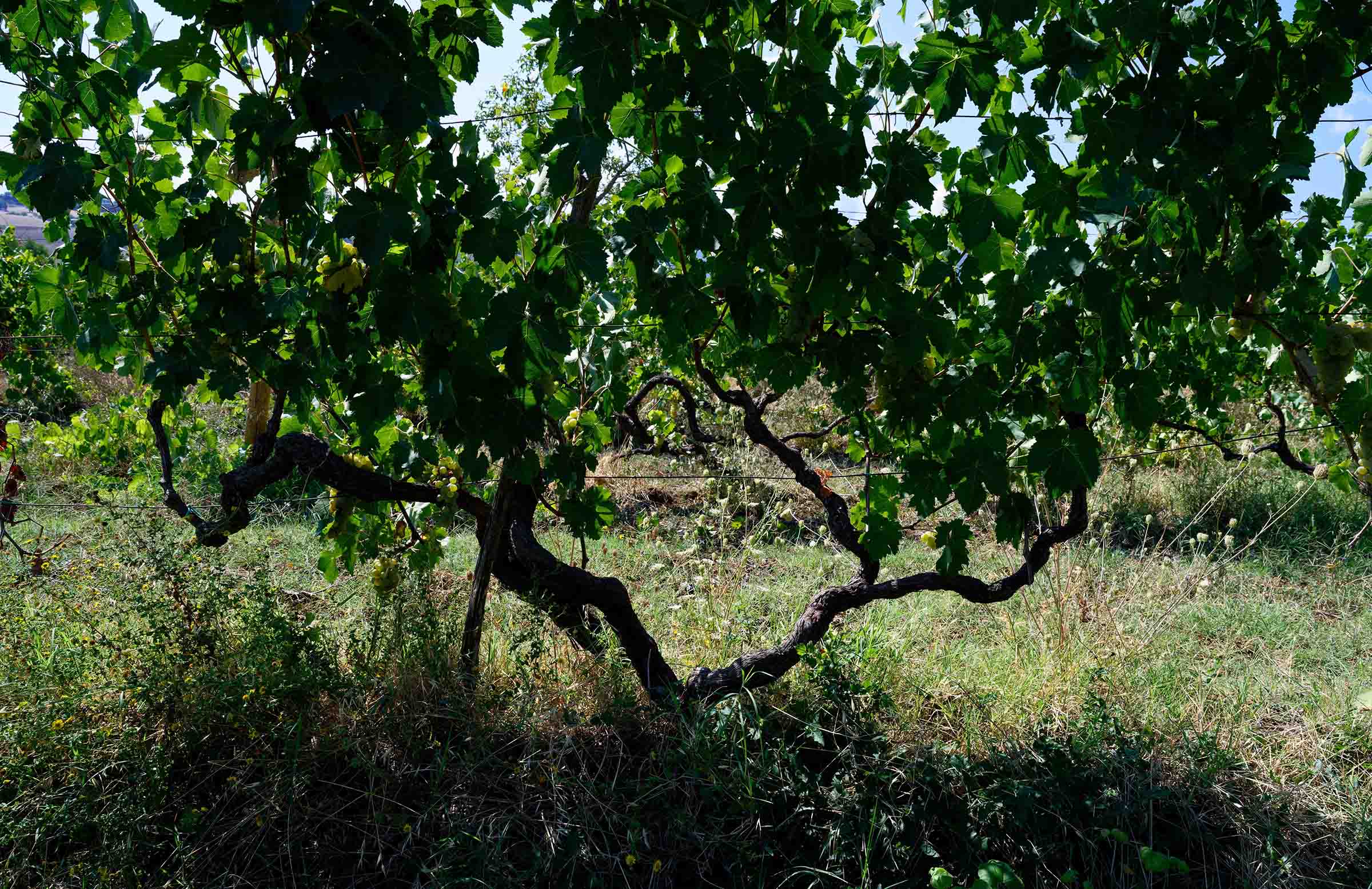 Le%20Marche%20Blog%20LM