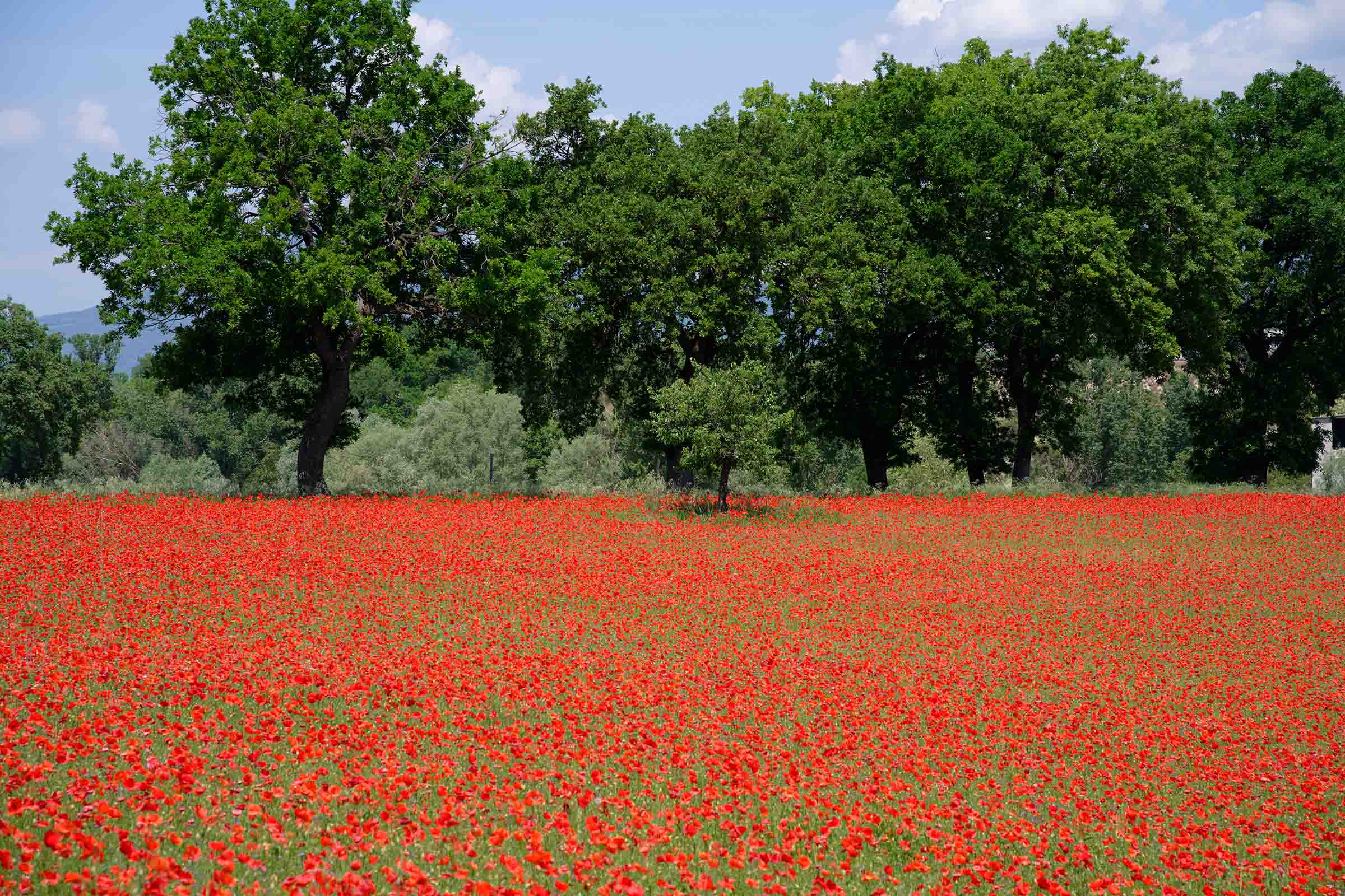 Le%20Marche%20Blog%20LM